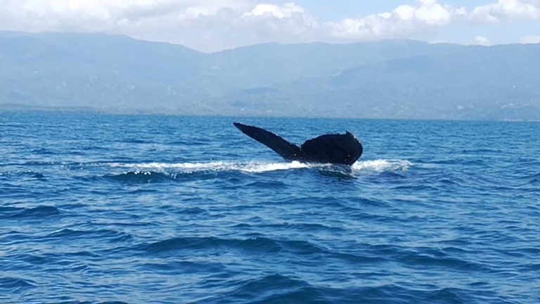Read more about the article Marino Ballena National Park