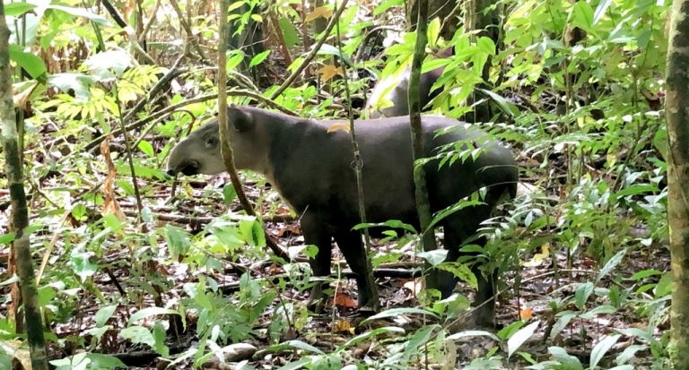 Read more about the article Corcovado National Park